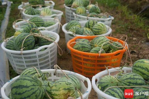 汾阳昌瑞吃瓜叫爸爸视频,汾阳昌瑞的搞笑日常