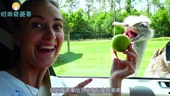 奇葩武器吃瓜哥图片视频,奇思妙想！奇葩武器吃瓜哥图片视频大揭秘