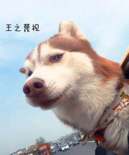 二哈可以吃吊瓜吗视频教程,狗狗健康饮食新选择