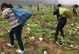 河南农民吃瓜视频播放,瓜田乐趣引网友热议