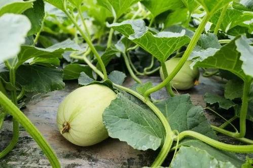 花映映吃瓜视频,揭秘娱乐圈幕后故事