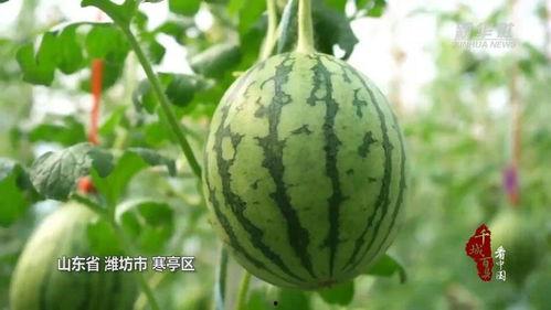 潍坊寒亭吃瓜事件视频,一场网络热议的真相追踪