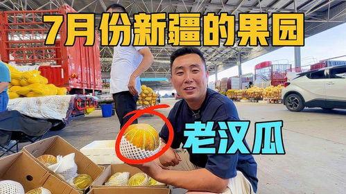 新疆吃老汉瓜视频播放,瓜农生活引网友热议