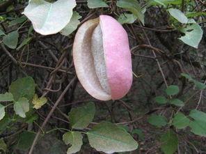 天天吃八月瓜视频下载,跟随视频一起品尝自然馈赠