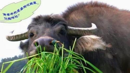 丰收瓜可以给牛吃嘛视频,牛儿美食新选择，绿色营养两不误