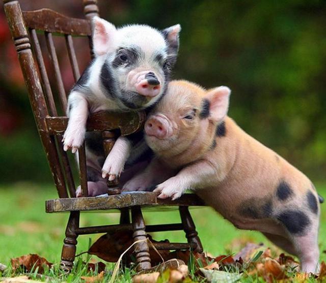 宠物猪吃哈密瓜视频播放,宠物猪的欢乐食光