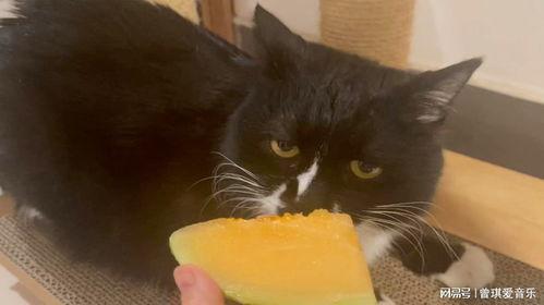 猫吃哈密瓜动画视频播放