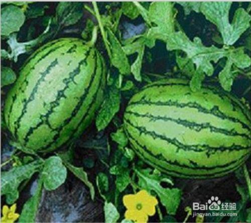 福建校园吃瓜事件视频,揭秘校园内幕风波