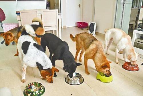 吃瓜看戏的狗狗的视频,萌态十足，网友直呼“太可爱了！”